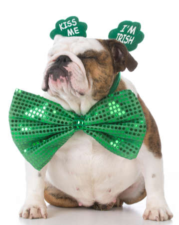 english bulldog wearing kiss me I'm Irish headbandの写真素材