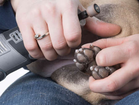 dog getting toenails clippedの写真素材