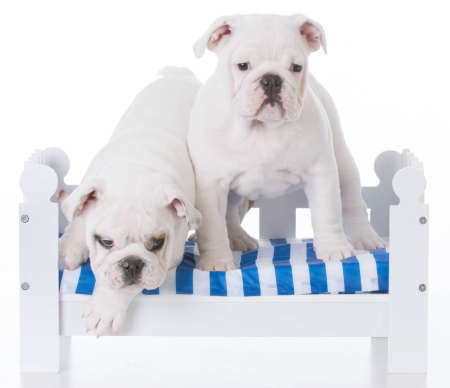 two adorable english bulldog puppies on a white wooden benchの写真素材