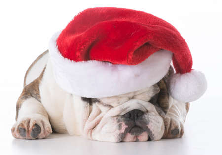 english bulldog wearing santa hat isolated on whiteの写真素材