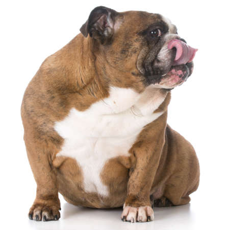 senior english bulldog sticking tongue out on white backgroundの写真素材