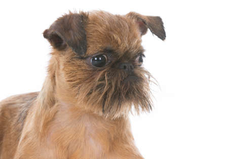 brussels griffon puppy portrait on white backgroundの写真素材