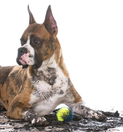 dirty muddy boxer with ball between legs isolated on white backgroundの写真素材