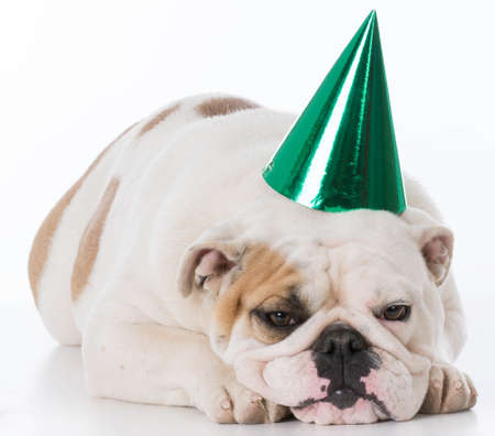 english bulldog wearing birthday hat isolated on white backgroundの写真素材