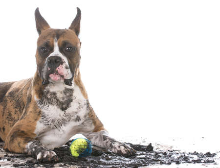 dirty muddy boxer isolated on white backgroundの写真素材