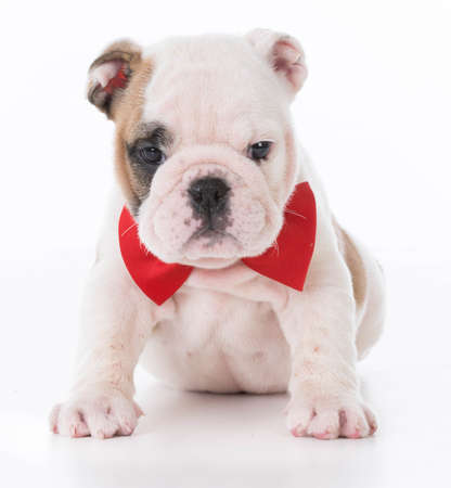 english bulldog puppy wearing red bowtie on white backgroundの写真素材