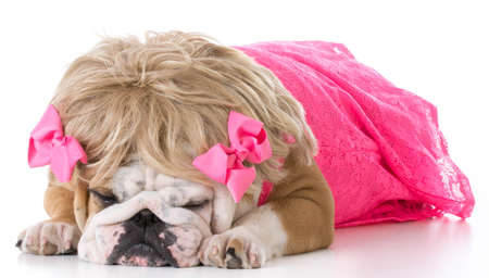 female english bulldog wearing pink dress and blonde wig on white backgroundの写真素材