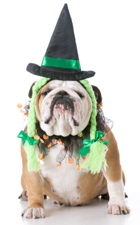 english bulldog wearing witch costume isolated on white backgroundの写真素材