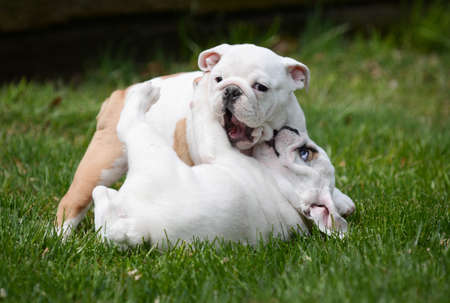two english bulldog puppies playing outside in the grassの写真素材