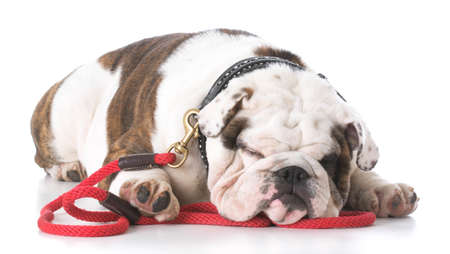 english bulldog laying down waiting to go for a walkの写真素材