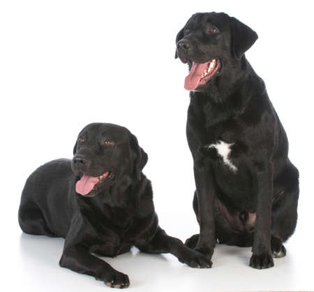 two black labrador retrievers on white backgroundの写真素材