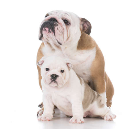 english bulldog mother and daughter on white backgroundの写真素材