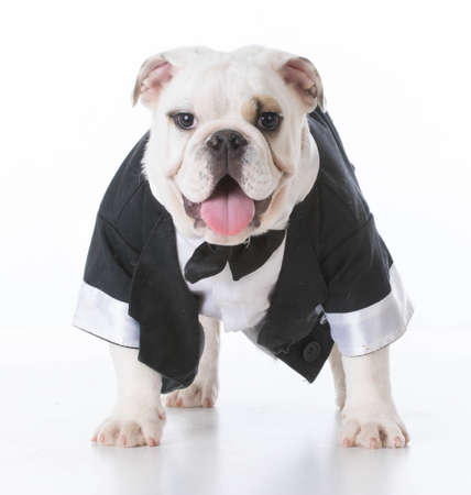 english bulldog puppy wearing a tuxedo on white backgroundの写真素材