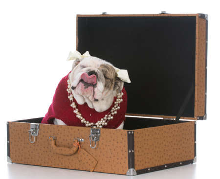 female english bulldog sitting inside a leather suitcase isolated on white backgroundの写真素材