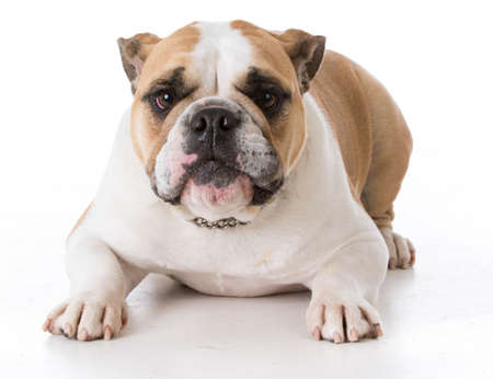 bulldog laying down looking at viewerの写真素材