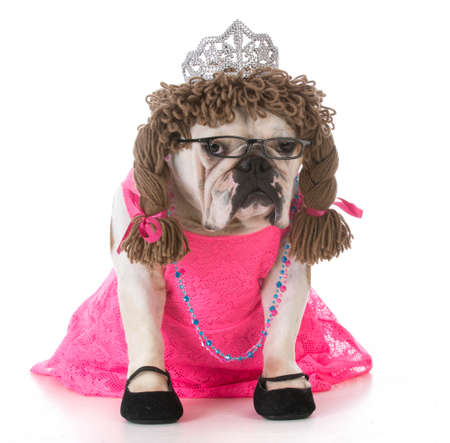 female bulldog wearing pink dress sitting on white backgroundの写真素材