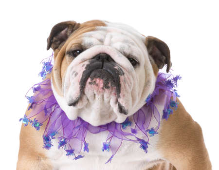 english bulldog wearing purple halloween scarf isolated on white backgroundの写真素材