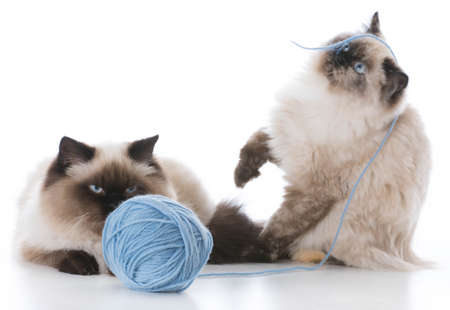two ragdoll kittens playing with a ball of yarn on white backgroundの写真素材