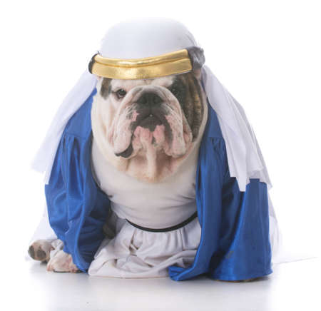 dog wearing a shiek costume on white backgroundの写真素材