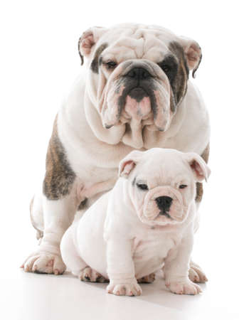 father and son bulldog on white backgroundの写真素材