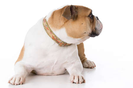 bulldog wearing a collar laying down on white backgroundの写真素材