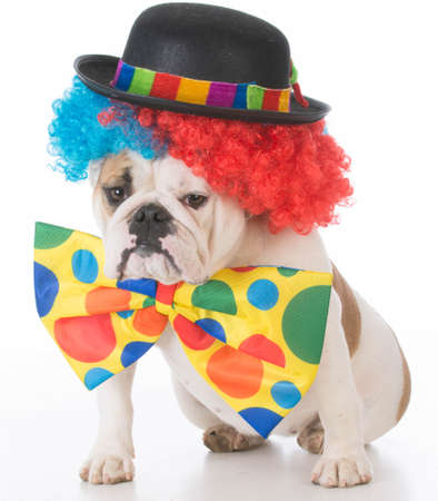 bulldog dressed like a clown on white backgroundの写真素材