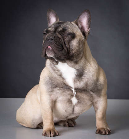 french bulldog with silly expression sitingの写真素材