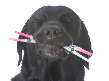 concept of over vaccinating with dog holding mouth full of needlesの写真素材