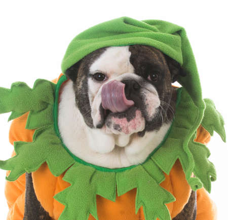 dog wearing a pumpkin costume on white backgroundの写真素材