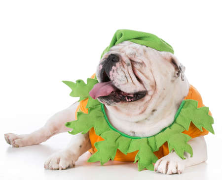 bulldog wearing a pumpkin costume on white backgroundの写真素材