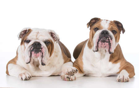 two english bulldogs laying down on white backgroundの写真素材