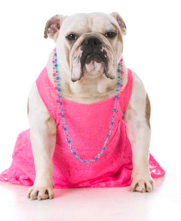 female bulldog wearing pink dress sitting on white backgroundの写真素材