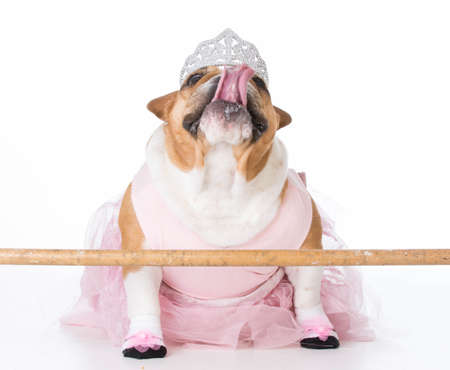 english bulldog female wearing ballerina costume on white backgroundの写真素材