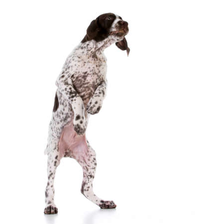 cute german shorthair pointer standing on back legsの写真素材