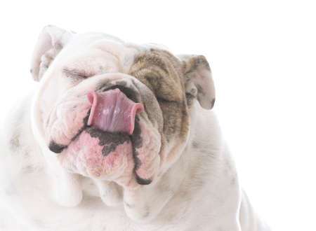 english bulldog licking lips isolated on white backgroundの写真素材