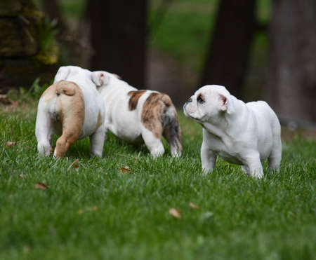 three english bulldog puppies outside in the grassの写真素材