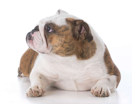 english bulldog puppy laying down looking to one sideの写真素材