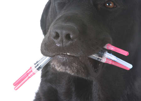 concept of over vaccinating with dog holding mouth full of needlesの写真素材