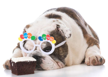 bulldog wearing birthday glasses and sniffing chocolate cake on white backgroundの写真素材