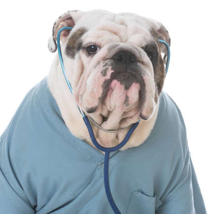 bulldog dressed like a veterinarian on white backgroundの写真素材