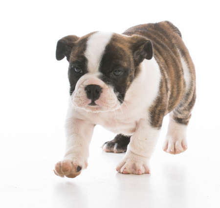adorable bulldog puppy walking on white backgroundの写真素材