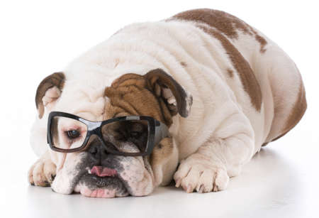bulldog wearing glasses on white backgroundの写真素材