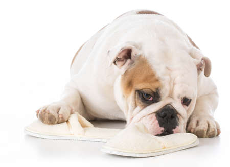 bulldog chewing on slippers on white backgroundの写真素材