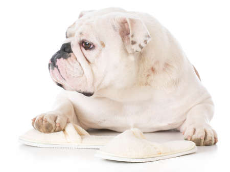 bulldog chewing on slippers on white backgroundの写真素材