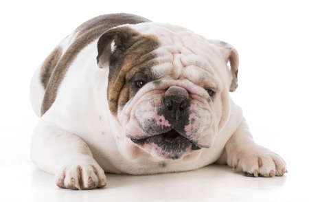bulldog with mouth open talking to viewer on white backgroundの写真素材