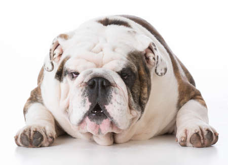 dog with funny expression on white backgroundの写真素材