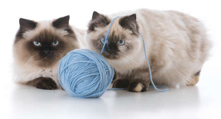 two ragdoll kittens playing with a ball of yarn on white backgroundの写真素材