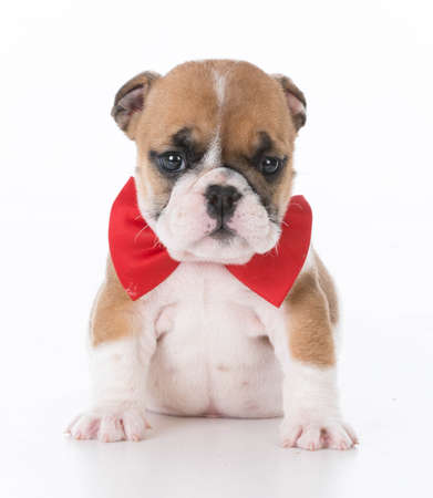 english bulldog puppy wearing red bowtie on white backgroundの写真素材