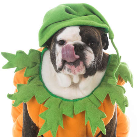 dog wearing a pumpkin costume on white backgroundの写真素材