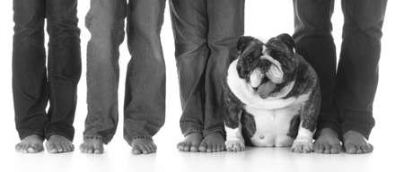 bulldog sitting between the legs of her familyの写真素材